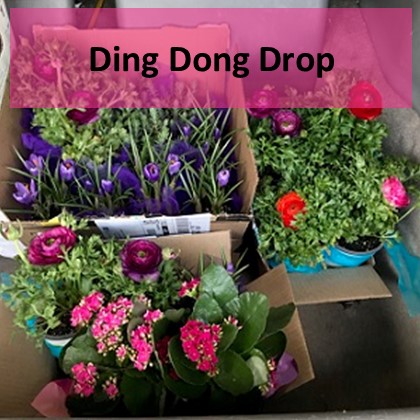 Ding Dong Drop