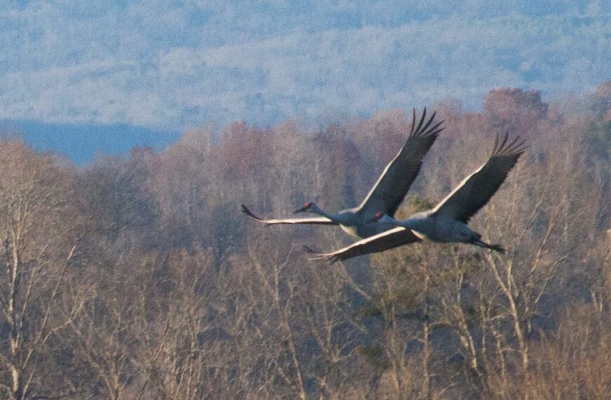 Nancy’s Wednesday Wonders